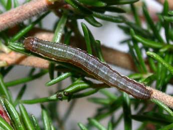  Chenille de Paucgraphia erythrina H.-S. - �Philippe Mothiron