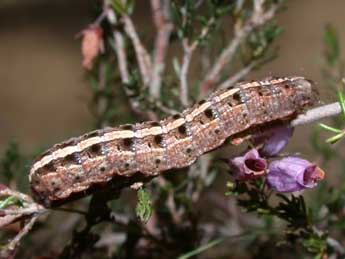  Chenille de Paucgraphia erythrina H.-S. - �Philippe Mothiron