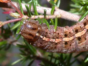  Chenille de Paucgraphia erythrina H.-S. - �Philippe Mothiron