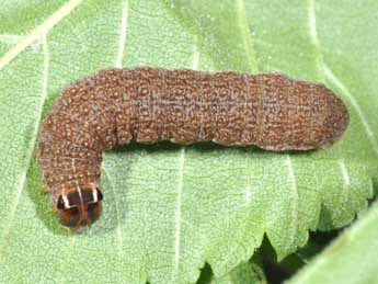  Chenille de Conistra erythrocephala D. & S. - �Philippe Mothiron