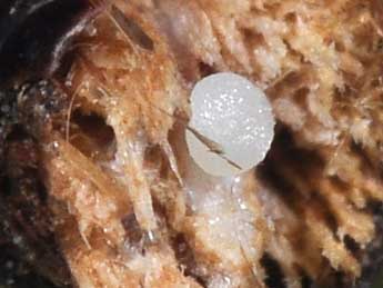  Oeuf de Conistra erythrocephala D. & S. - �Philippe Mothiron