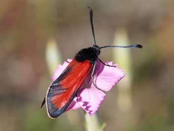 Zygaena erythrus Hb. adulte - �Fran�ois Fournier