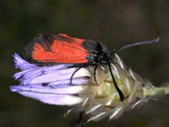 Zygaena erythrus Hb. adulte - �Philippe Mothiron
