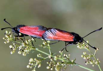 Zygaena erythrus Hb. adulte - �Daniel Morel