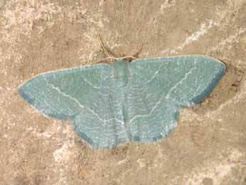 Phaiogramma etruscaria Z. adulte - �Lionel Taurand