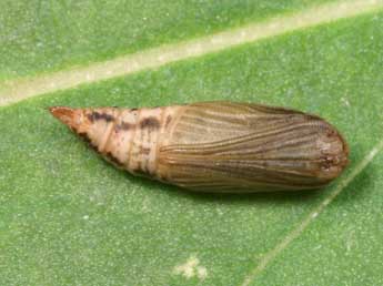  Chrysalide de Phaiogramma etruscaria Z. - �Lionel Taurand