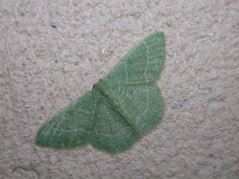 Phaiogramma etruscaria Z. adulte - �Philippe Mothiron