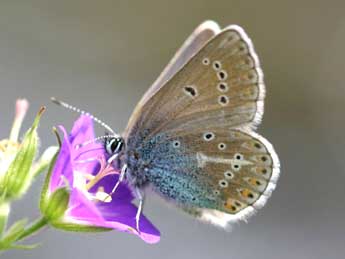 Eumedonia eumedon Esp. adulte - �Daniel Morel