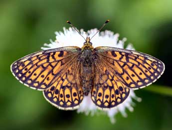Boloria eunomia Esp. adulte - �Daniel Morel