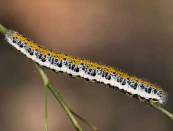  Chenille de Anthocharis euphenoides Stgr - �Daniel Morel