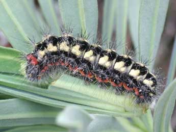  Chenille de Acronicta euphorbiae D. & S. - �Daniel Morel