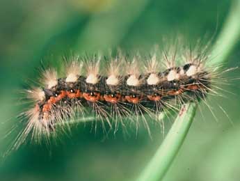  Chenille de Acronicta euphorbiae D. & S. - �Philippe Mothiron