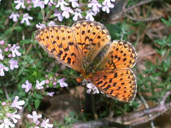 Boloria euphrosyne L. adulte - �Philippe Mothiron