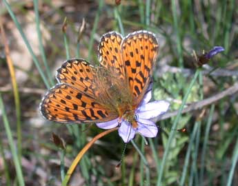 Boloria euphrosyne L. adulte - �Philippe Mothiron