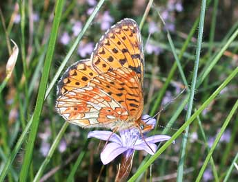 Boloria euphrosyne L. adulte - �Philippe Mothiron