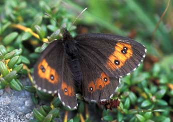 Erebia euryale Esp. adulte - �Tristan Lafranchis