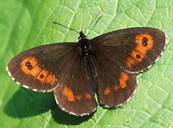 Erebia euryale Esp. adulte - �Tristan Lafranchis