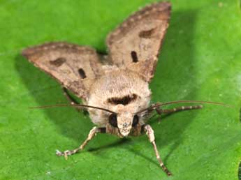Agrotis exclamationis L. adulte - �Philippe Mothiron
