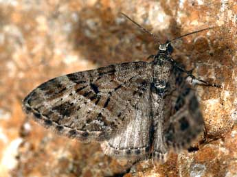 Eupithecia exiguata Hb. adulte - �Daniel Morel
