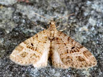 Eupithecia exiguata Hb. adulte - �Daniel Morel
