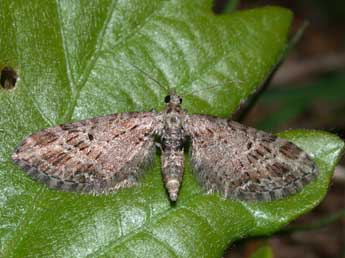 Eupithecia exiguata Hb. adulte - �Philippe Mothiron