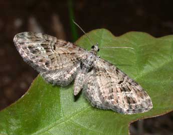 Eupithecia exiguata Hb. adulte - �Philippe Mothiron