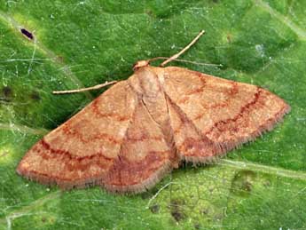 Brachyglossina exilaria Gn. adulte - �Daniel Morel