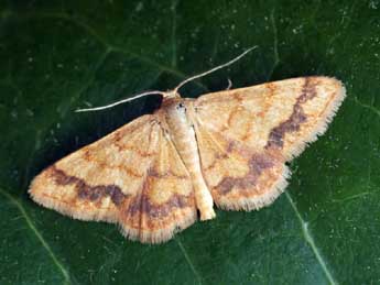 Brachyglossina exilaria Gn. adulte - �Daniel Morel