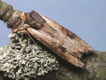 Xylena exsoleta L. adulte - �Lionel Taurand