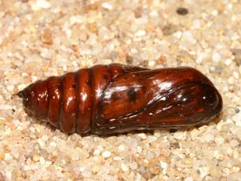  Chrysalide de Xylena exsoleta L. - �Lionel Taurand