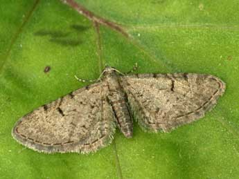 Eupithecia extraversaria H.-S. adulte - �Daniel Morel