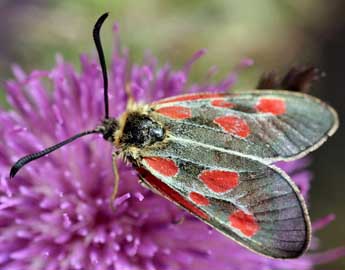 Zygaena exulans Hochenwart adulte - �Daniel Morel