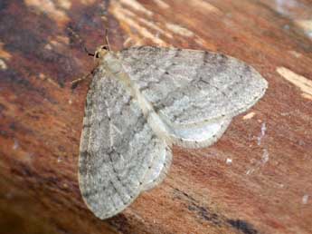 Operophtera fagata Scharfenbe adulte - �Daniel Morel