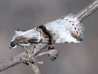 Zebeeba falsalis H.-S. adulte - �J�r�me Barbut