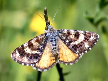 Isturgia famula Esp. adulte - �Daniel Morel