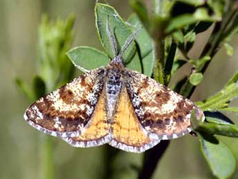 Isturgia famula Esp. adulte - �Daniel Morel