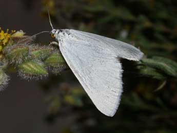 Lithostege duponcheli Prout adulte - �Philippe Mothiron