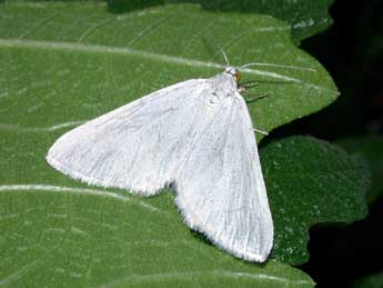 Lithostege duponcheli Prout adulte - �Philippe Mothiron