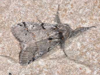 Gynaephora fascelina L. adulte - �Philippe Mothiron