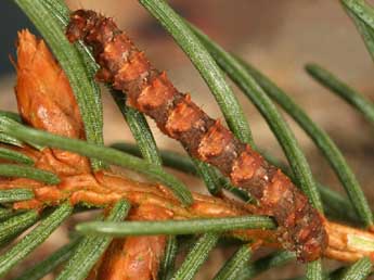  Chenille de Hylaea fasciaria L. - �Daniel Morel