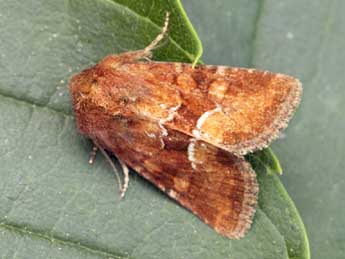 Oligia fasciuncula Hw. adulte - �Daniel Morel