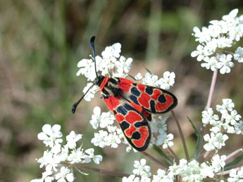 Zygaena fausta L. adulte - �Philippe Mothiron