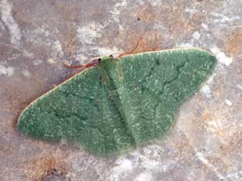 Phaiogramma faustinata Mill. adulte - �Daniel Morel