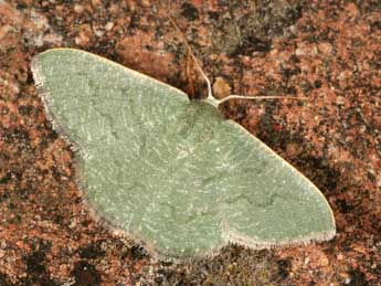 Phaiogramma faustinata Mill. adulte - �Daniel Morel