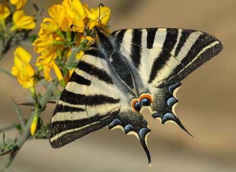 Iphiclides feisthamelii Dup. adulte - �David Demerges