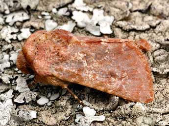 Metopoceras felicina Donz. adulte - �Daniel Morel