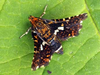 Thyris fenestrella Scop. adulte - �Daniel Morel