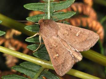 Mythimna ferrago F. adulte - �Philippe Mothiron