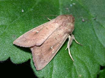 Mythimna ferrago F. adulte - �Philippe Mothiron