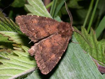 Rusina ferruginea Esp. adulte - �Philippe Mothiron